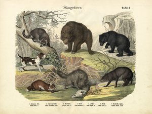 Zoogdieren, ca. 1860